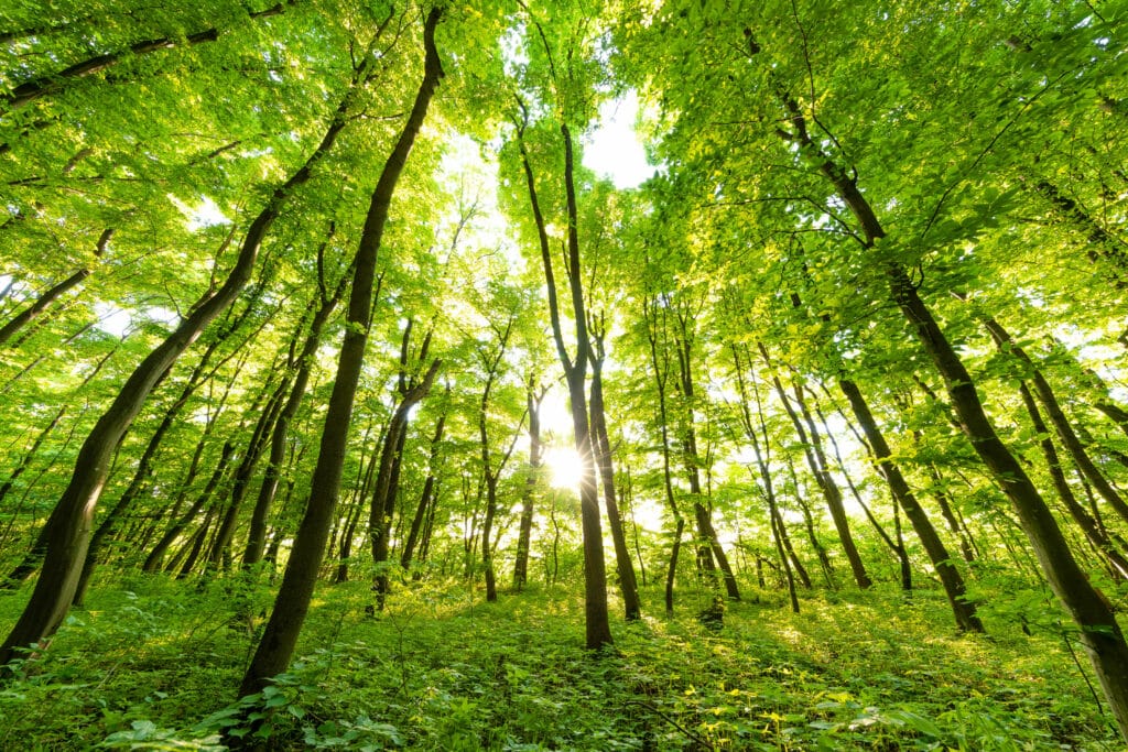 eRačun za zelene šume