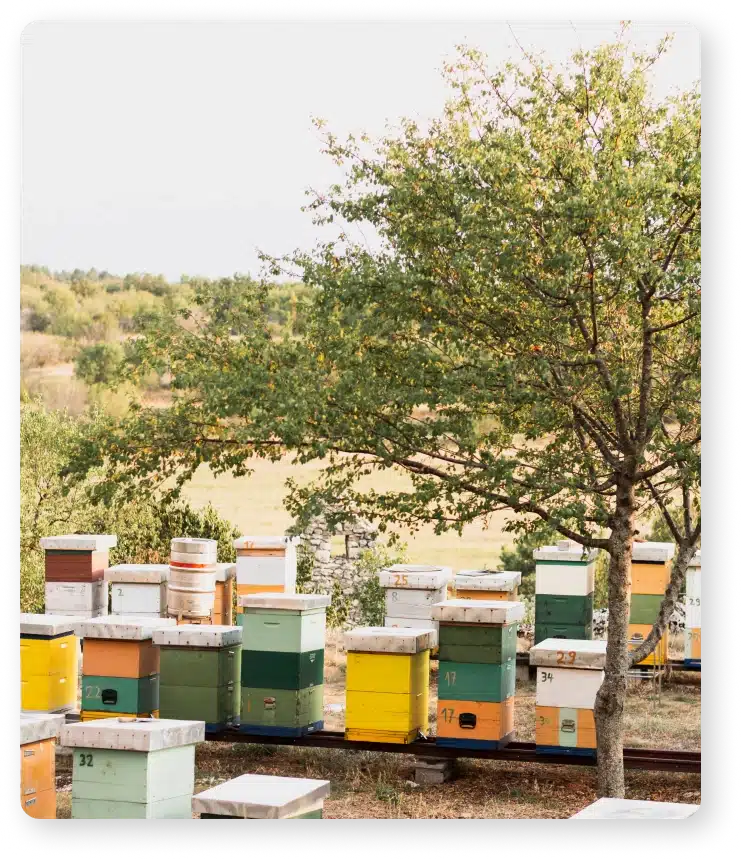 plan bee mer košnice